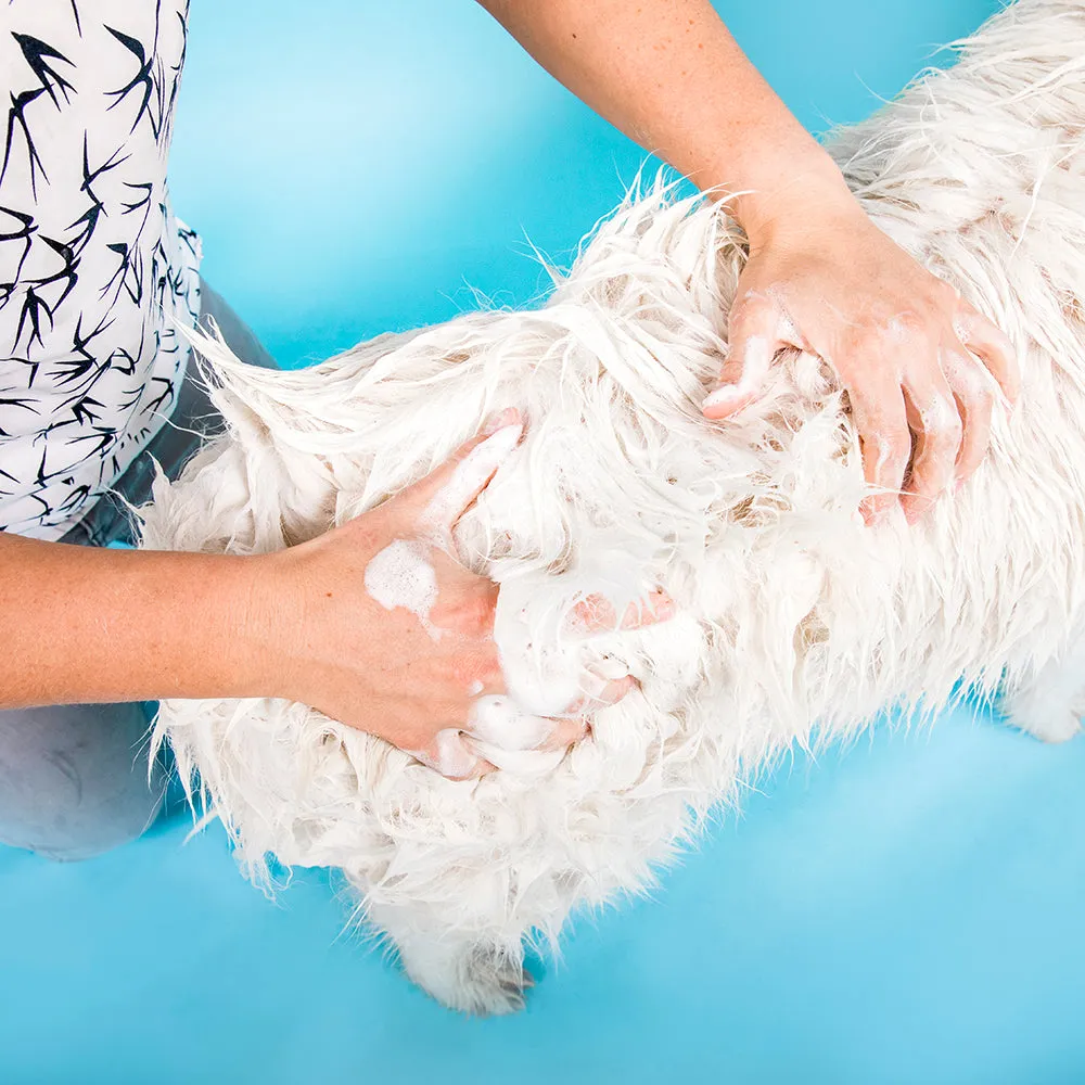 Pooch Pawfect Dog Care Duo